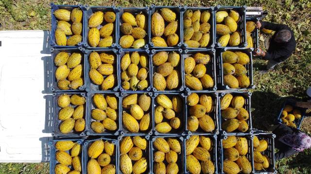 Munzur Dağı eteklerinde kavun, karpuz yetiştiriciliği artıyor