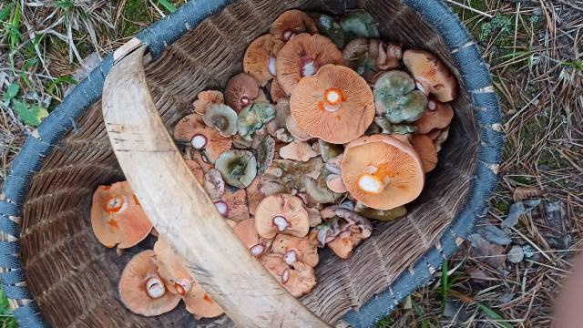 Tokat yaylalarında mantar bolluğu yaşanıyor