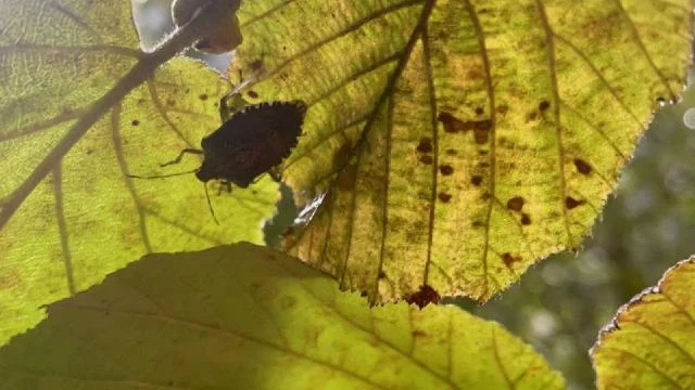 Fındıkta kahverengi kokarcaya karşı mücadele artarak devam ediyor