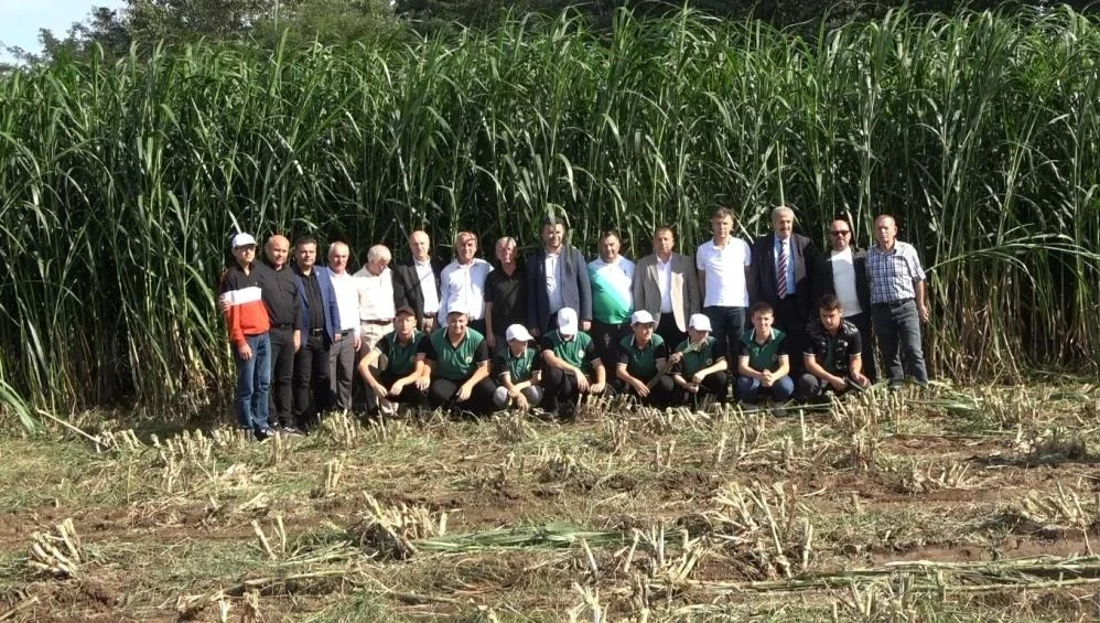 Bafra Ovası’nda “Sıfır maliyetle yüksek verim”  İlk Maralfalfa Hasadı Yapıldı