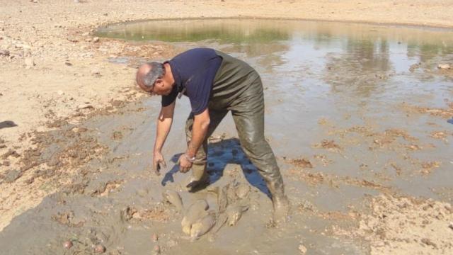 Muğla’da kuruyan göletteki balıklar kurtarıldı