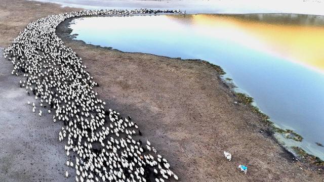 Sürülerin Nemrut Dağı’na tozlu yolculuğu