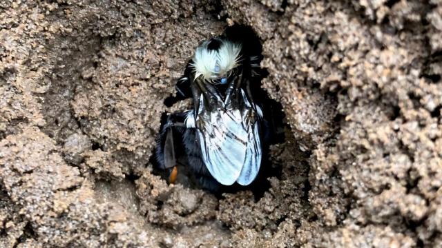 Kraliçe arıların tuhaf davranışı bilim insanlarını korkuttu