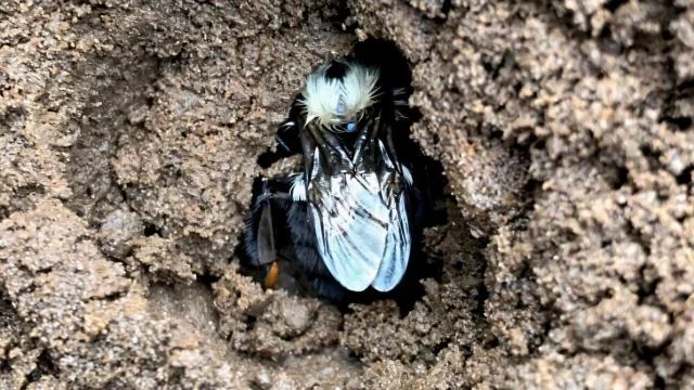 Kraliçe arıların tuhaf davranışı bilim insanlarını korkuttu