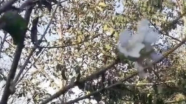 Karabük’te elma, erik ve kiraz ağaçları ekim ayında çiçek açtı