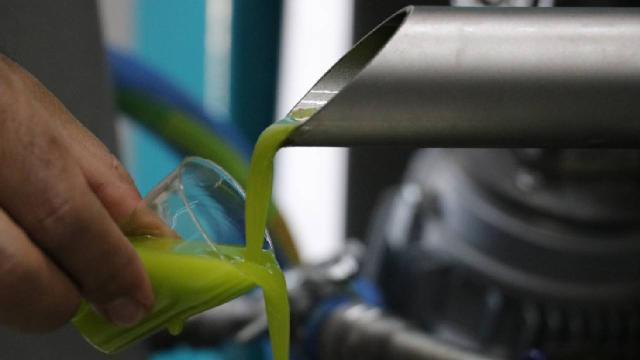 Tescilli Kilis zeytinyağında ilk sıkım başladı