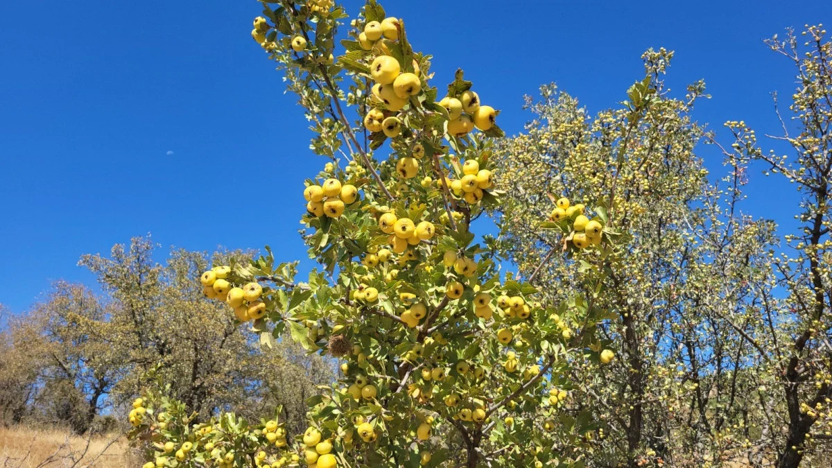 Adıyaman’da şifa kaynağı alıç meyvesinin hasadı başladı