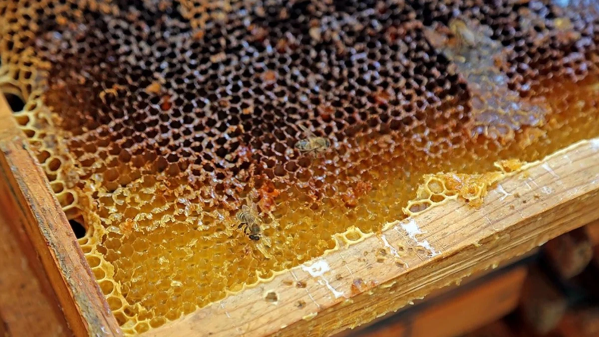 Türkiye arıcılıkta bal üretimi ve arı sayısı ile dünyada ikinci