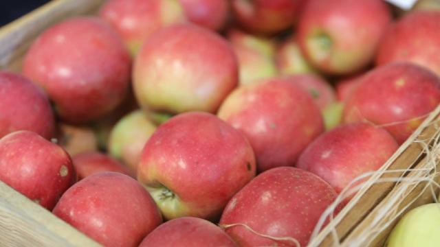 Niğde Ömer Halisdemir Üniversitesi uygulama bahçesinde yaklaşık 200 ton elma hasat edildi