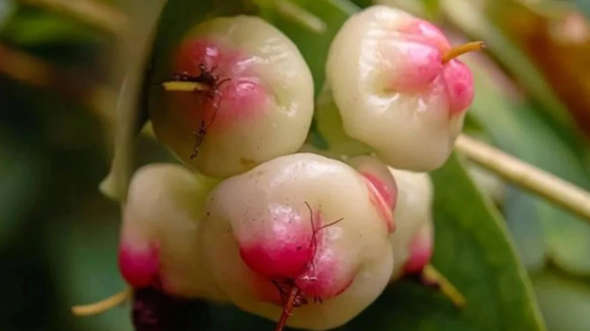 Bu meyvenin kıymeti bilinmiyor ama, tansiyon ve şekerin kökünü kurutuyor!