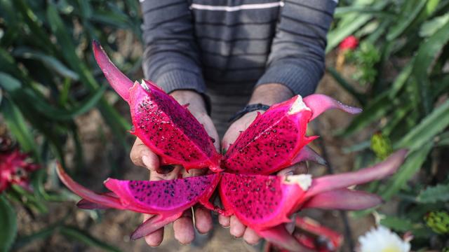Türkiye’nin tropikal meyve ihracatı 17,5 milyon doları aştı