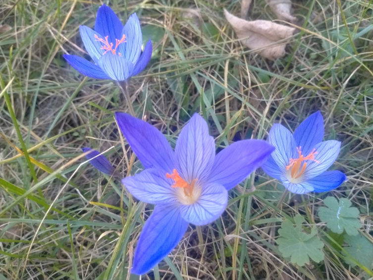 Tokat’ın yüksek kesimleri vargit çiçekleriyle süslendi
