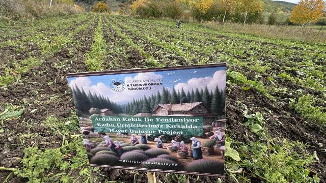 Ardahan Kekik ile Yenileniyor Kadın Üreticilerimiz Kırsalda Hayat Buluyor