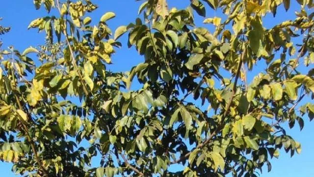 Osmaneli’de kavaklıktan dönüştürülen bahçede ilk ceviz hasadı yapıldı