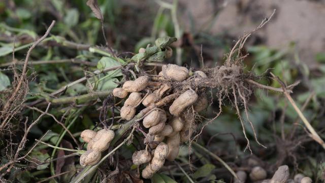 Meriç yer fıstığı zincir marketlerde satışa sunuldu
