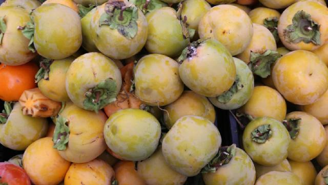 Amasya’da “cennet hurması” hasadı başladı