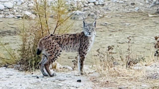 Nesli tükenme tehlikesi altında olan vaşak Malatya’da görüntülendi