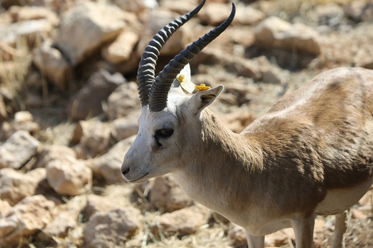 Şanlıurfa ve Şırnak dağlarında ceylan sayısı artıyor