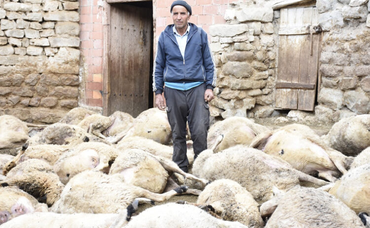 Ağıla kurt girdi, 66 koyunu telef etti! ’40 yıllık birikimim gitti’
