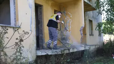 Samsun Büyükşehir Belediyesi, kahverengi kokarcayla mücadele ediyor.