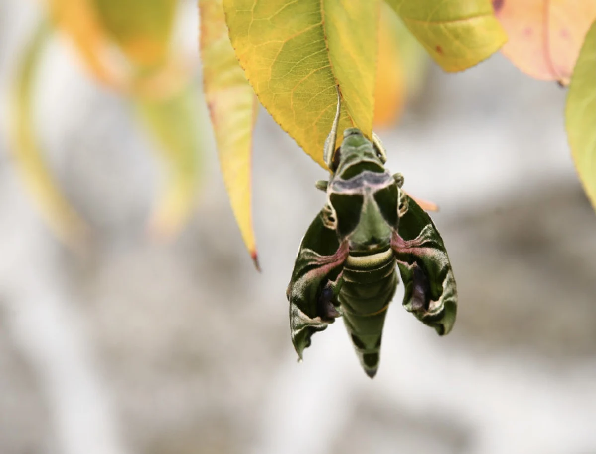 Askeri kamuflajlı kelebek Giresun’da görüldü!
