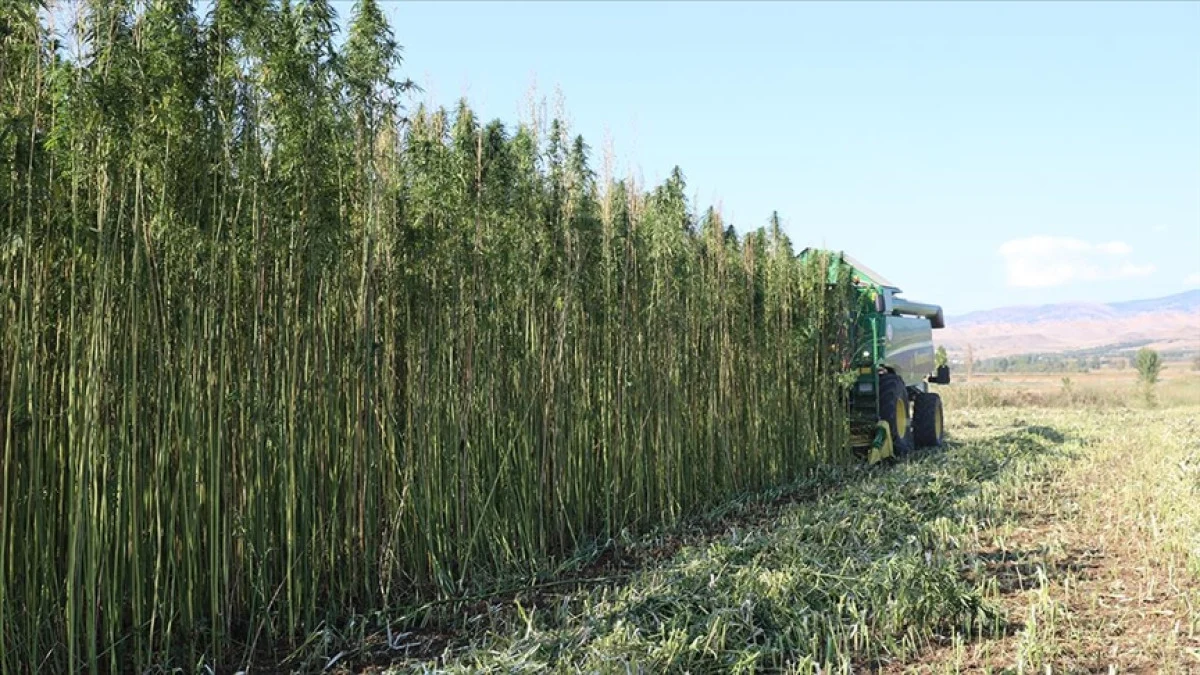 Milli Kenevirimize kota!