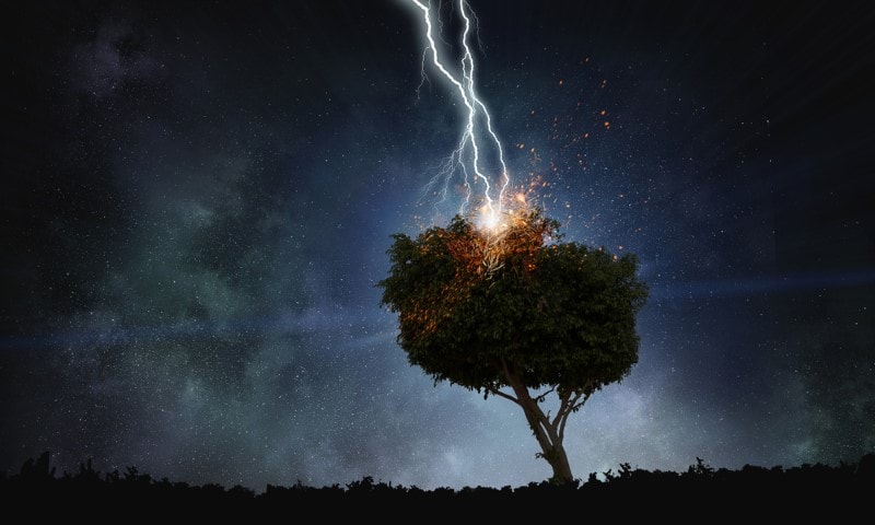 Aman dikkat!.. Bu ağaçları evinizin yakınına dikmeyin