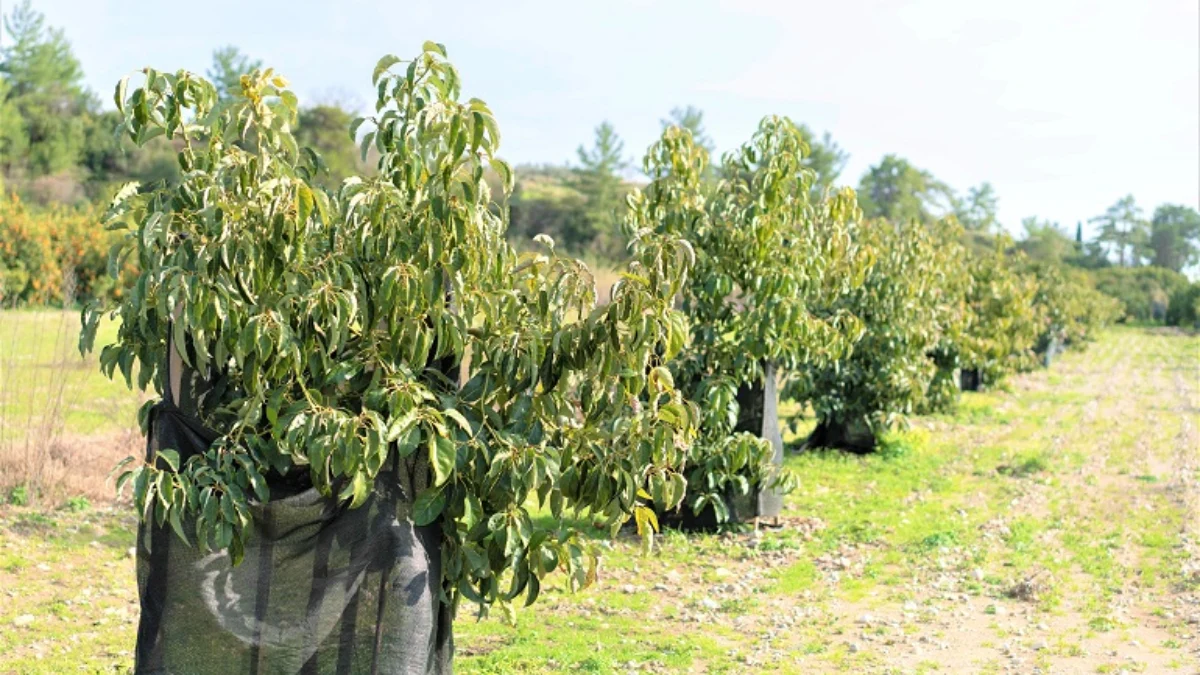 Tek bir ağaçtan 70 bin lira kazandırıyor..