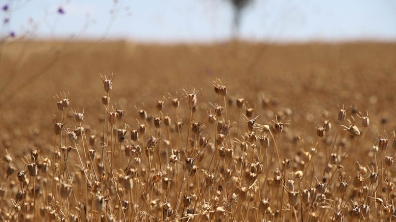İşte ölümden başka her şeye deva o besin