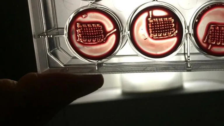 Bilim insanları, yaralanmalar ve hastalıklarla savaşmak için kanı kemik onarımında süper güce dönüştürüyor