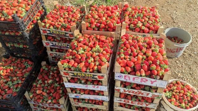 Batman’da 3 mevsim üretimi devam eden organik çilekte yılın son hasadı başladı