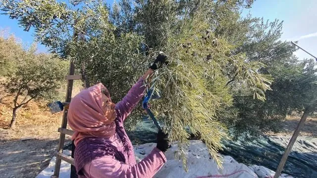 Demirci’de zeytin hasadı başladı