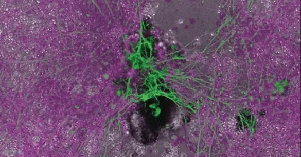 Yeni Laboratuvar Yaşamın Dışında “Üçüncü Bir Durumda” Var Olan Organizmalar Yarattı ve Bu, Kişiselleştirilmiş Tıbbi Tedavilerin Sırrını