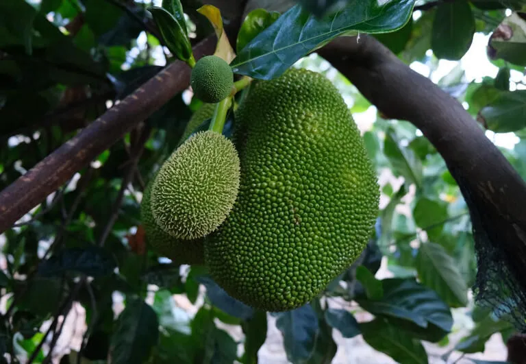 Dünyanın en büyük meyvesi