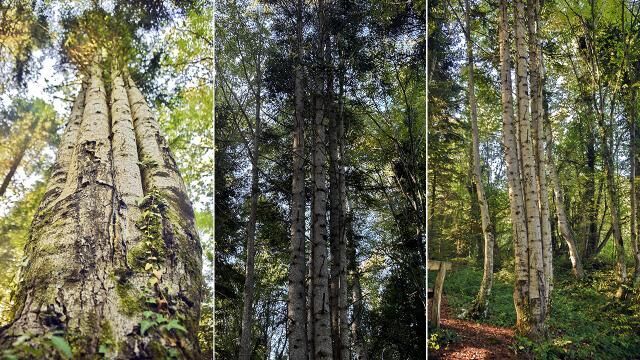 Küre Dağları’nda aynı kökten büyüyen 6 köknar ağacı keşfedildi