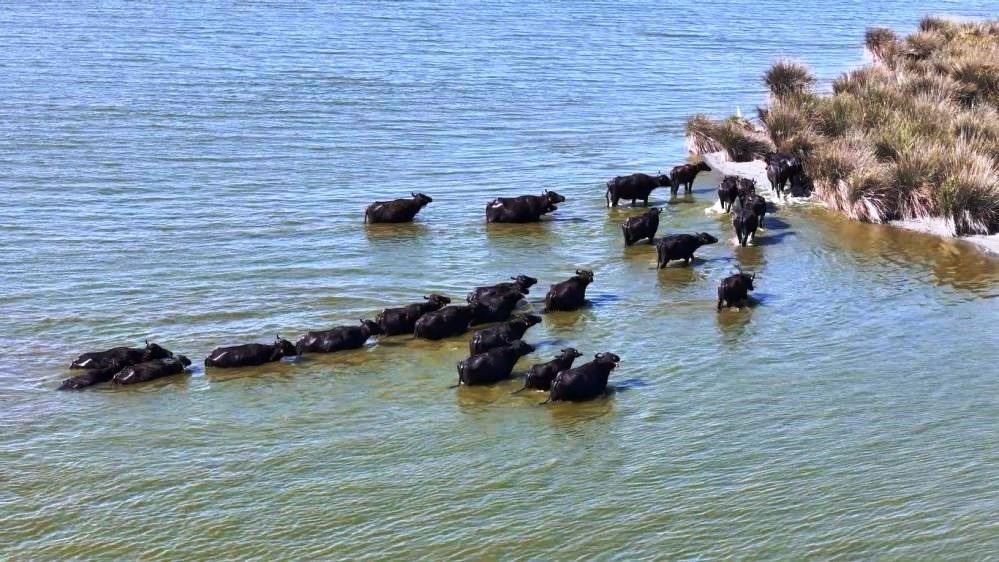 Samsun, Manda ve kanatlı hayvan varlığıyla zirvede