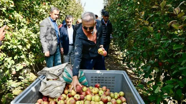 Karaman Valisi Mehmet Fatih Çiçekli elma hasadına katıldı.