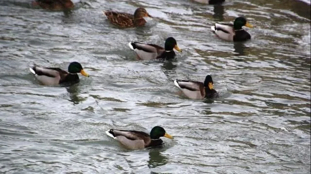 Kışın habercisi yaban ördekleri Bayburt’ta