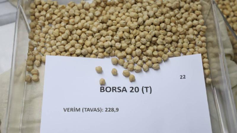 Denizli’de nükleer teknikler kullanılarak geliştirilen leblebilik 3 nohut çeşidi tanıtıldı