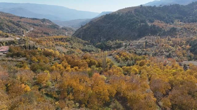 Çorum’un Oğuzlar ilçesi’nde ceviz bahçeleri sonbahar renklerine büründü