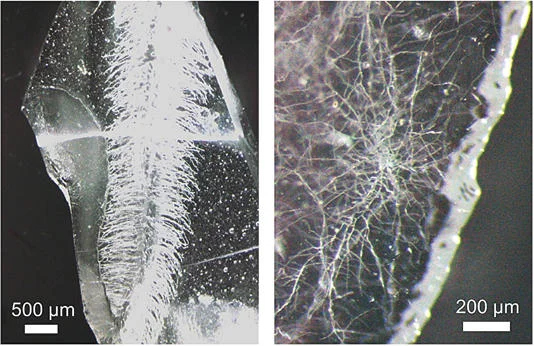 Bitkiler ve mantarlar kullanılarak 3 boyutlu mikro damar ağları oluşturuluyor