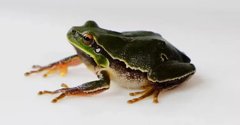 Çernobil’de Bulunan Mutant Kara Kurbağalar İnsanların Radyasyon Bölgesine Geri Dönebileceğini Gösteriyor