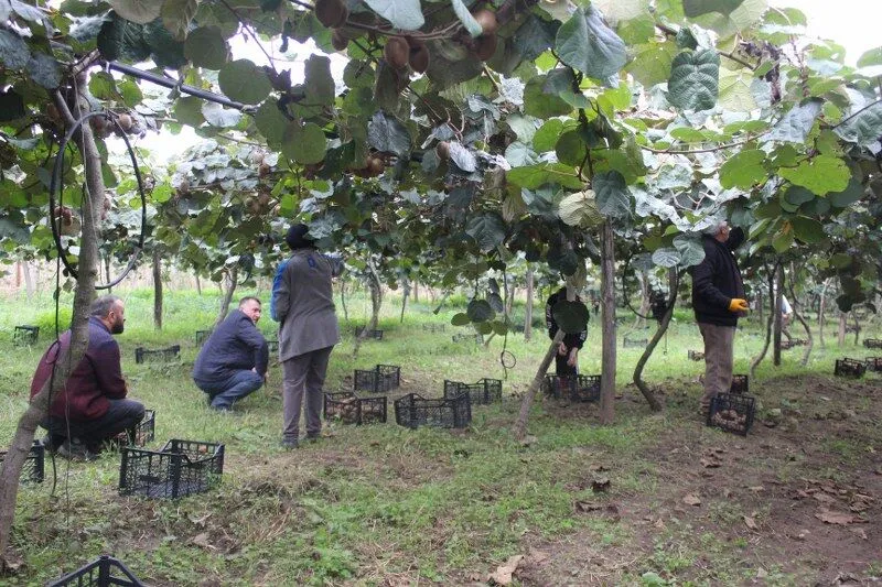 Çarşamba Ovası’nda Kivi Hasadı Başladı