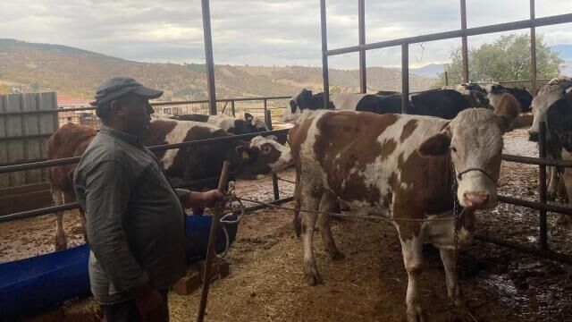 Manisa’da kaçan inek, Denizli’de yakalandı