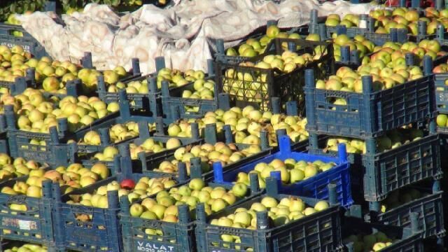 Devletten aldığı destekle kurduğu bahçede 200 ton elma üretti