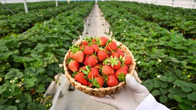 Gaziantep’te çöpten elektrik üreten tesisin sıcaklığı çilek serasını ısıtıyor