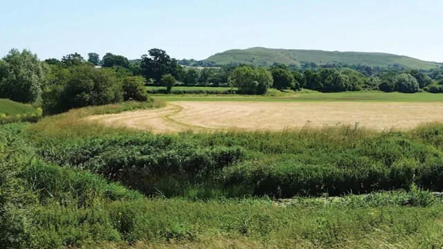 1800’lerden bu yana sadece 2. kez keşfedilen nadir mantar türü: ‘Gerçek bir ziyafet’