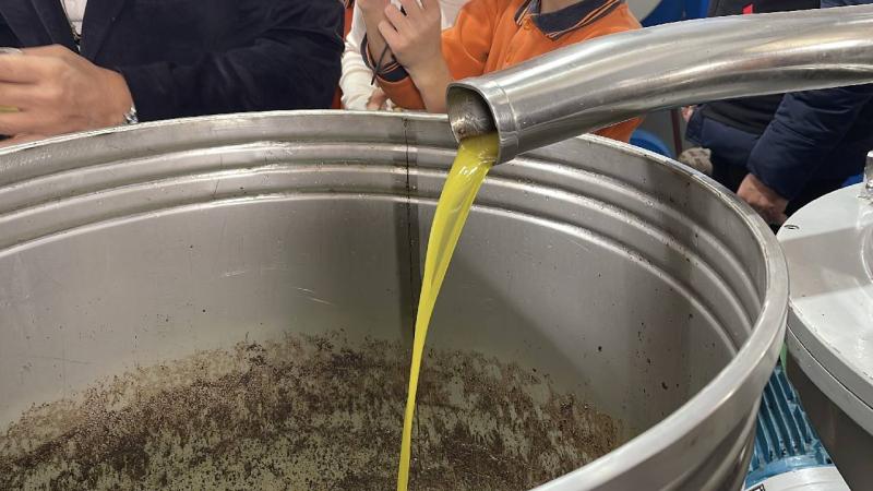 Balıkesir’de hasada katılan öğrenciler zeytinin yağa dönüşümüne tanıklık etti