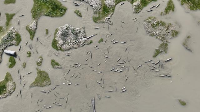 Karaman’da kuraklık nedeniyle balıklar telef oldu