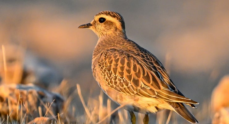 Nadir görülen ‘dağ cılıbıtı’ Şanlıurfa’da görüntülendi